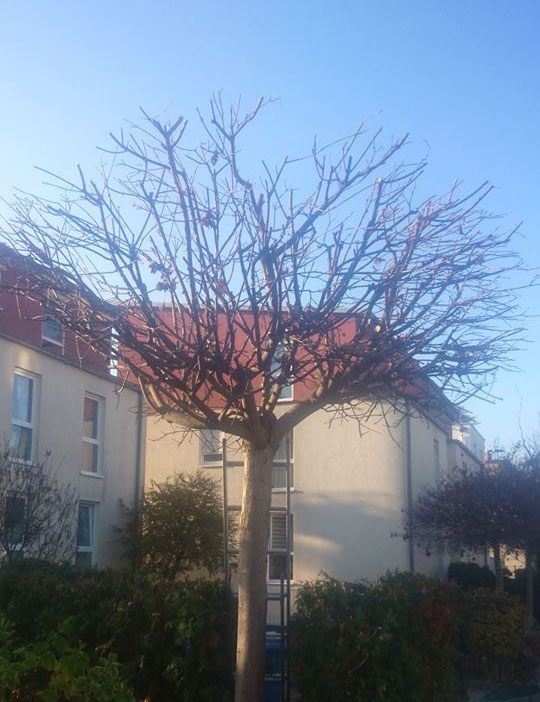 Baumschnitt