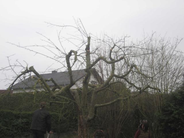 Apfelbaum2