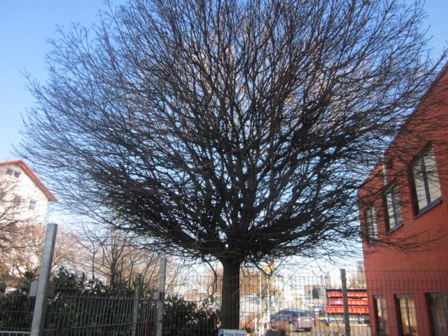 Kugelbaum1